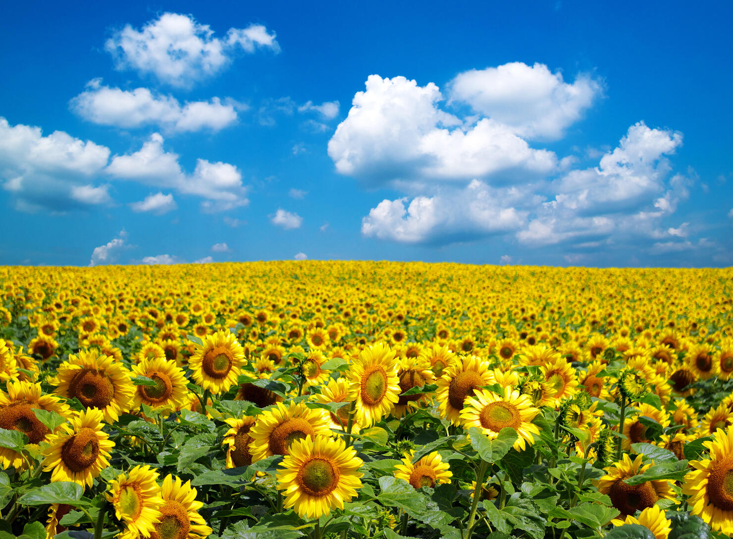 This Is The Most Beautiful Sunflower Field In Nebraska | iHeart