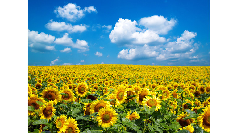 sunflower field