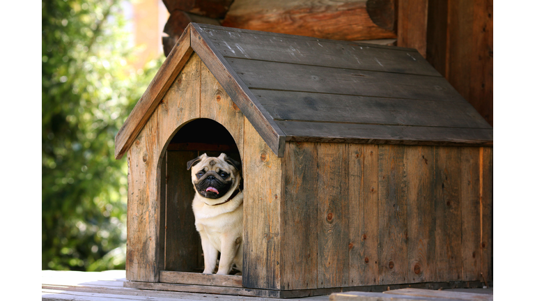 Funny pug dog in the dog house