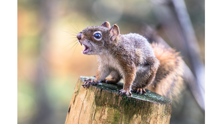 squirrel