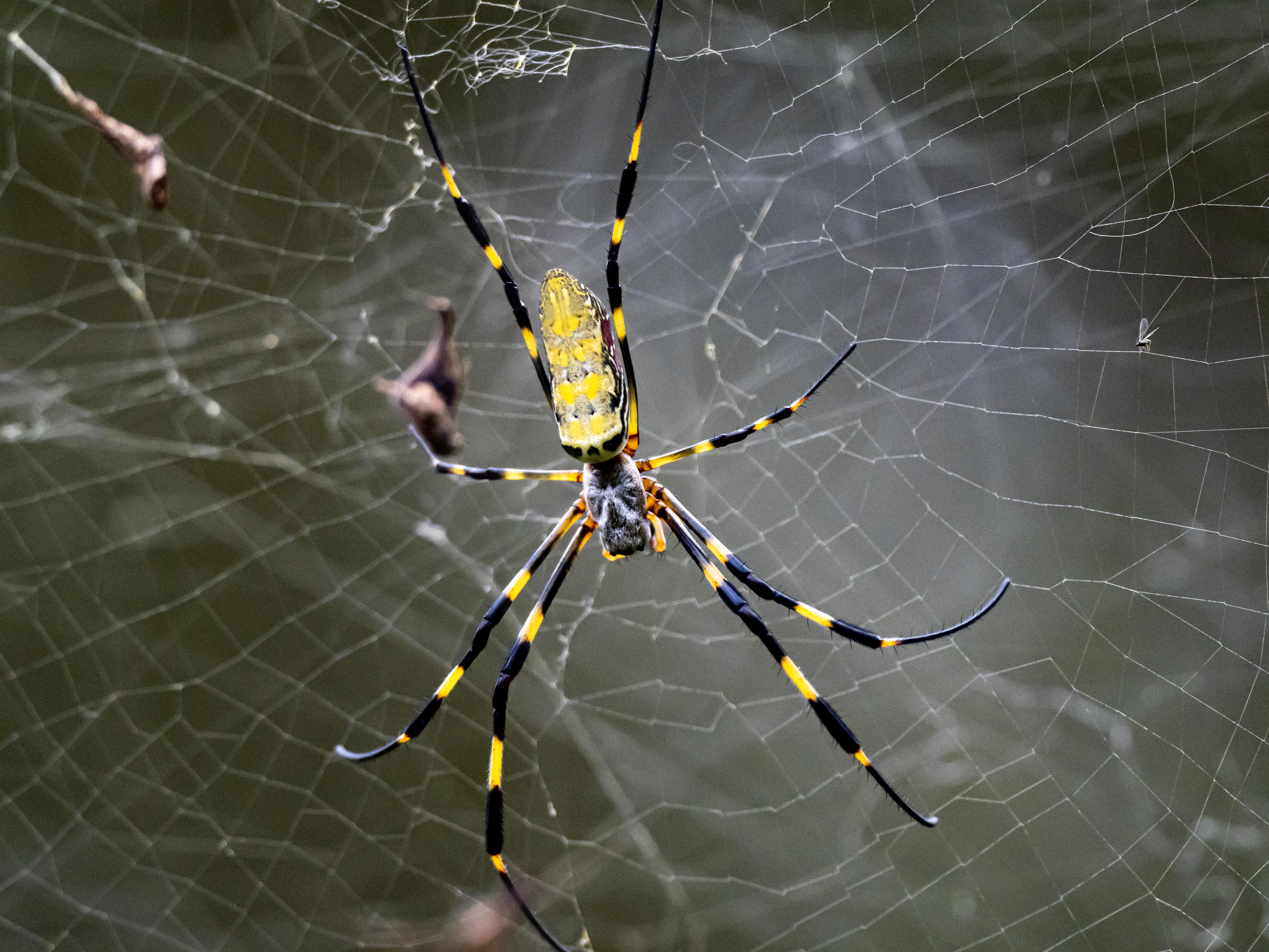 Extraordinary Discovery': Invasive Spider Captures and Feeds on Bats - CNET