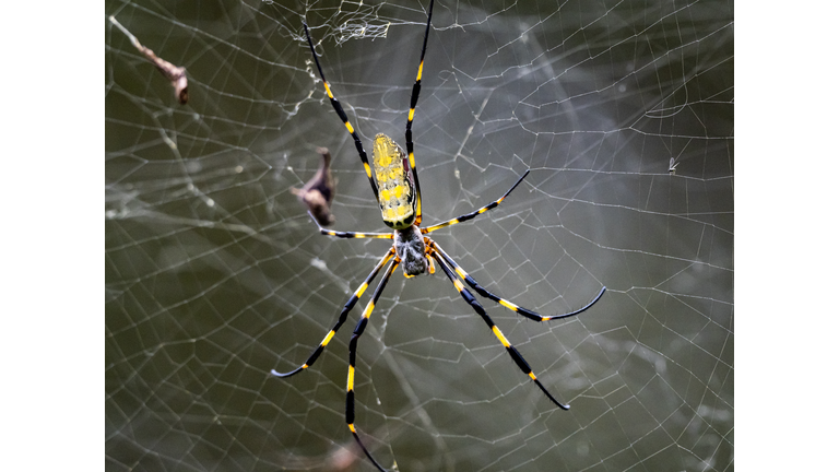 Nephila clavata Joro orb weaver spider on web 8