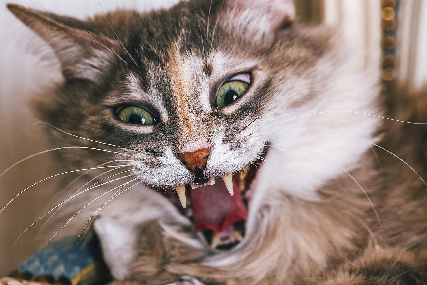 Striped fur gray cat giving a big yawn