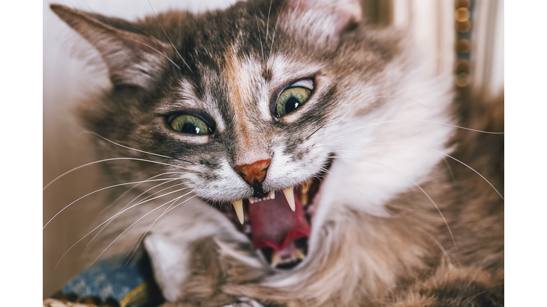 Striped fur gray cat giving a big yawn