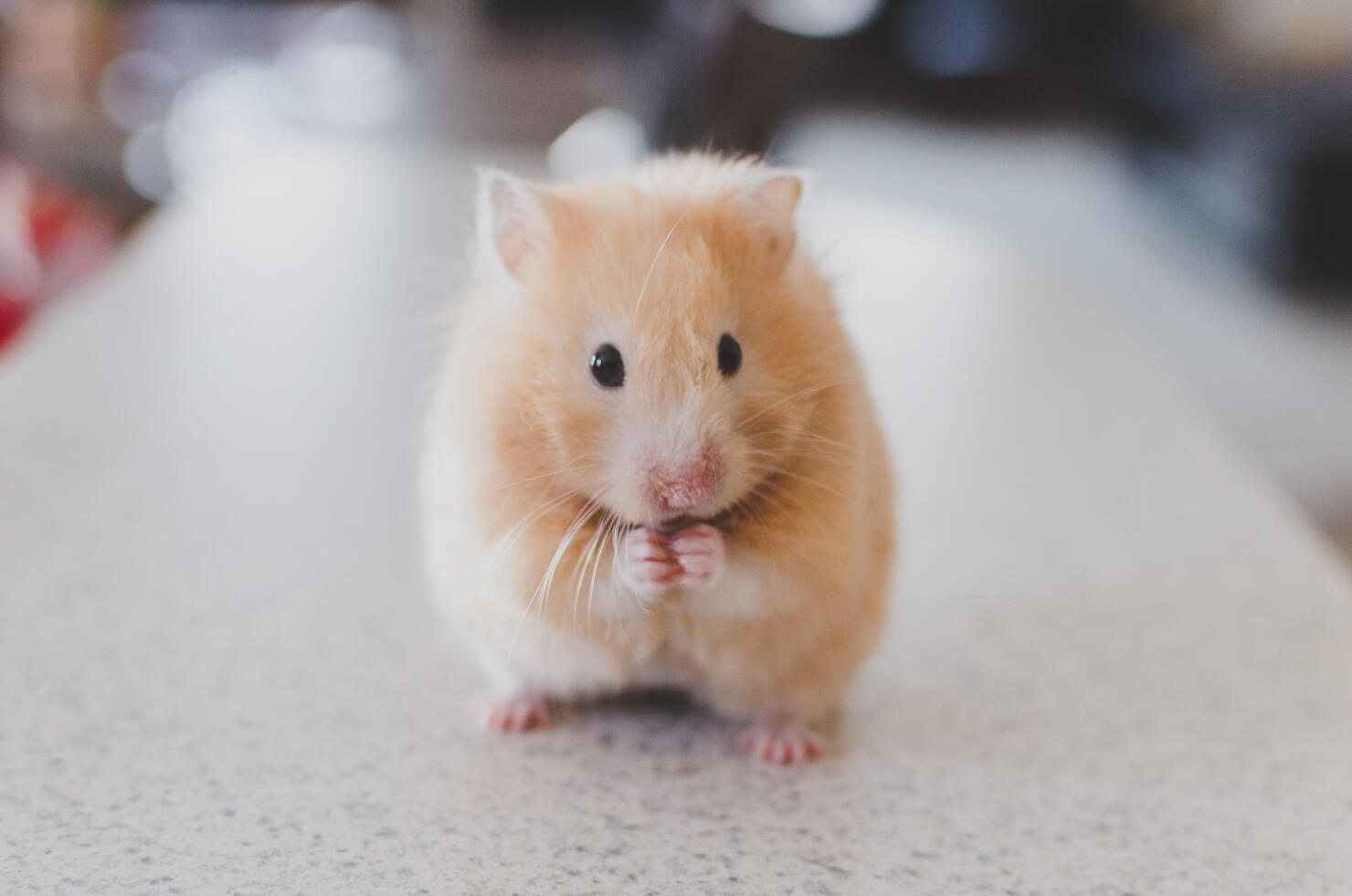 Close-Up Of A Hamster