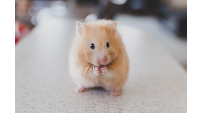 Close-Up Of A Hamster