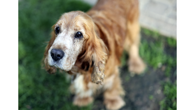 All Pet Adoptions at Manatee County Animal Services  ONLY $10, until Sunday