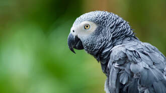 Phone Tap: Cat Calling Parrot