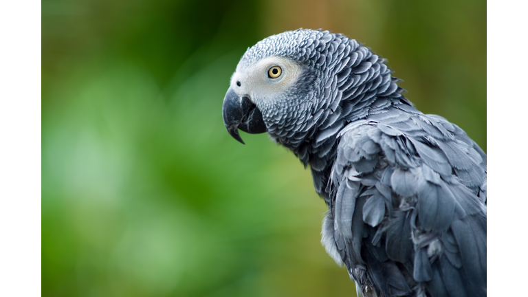 African Gray Parrot