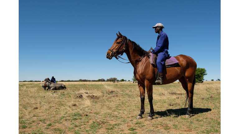 Horn Trimming On The Ranch Of South African Rhino Breeder John Hume