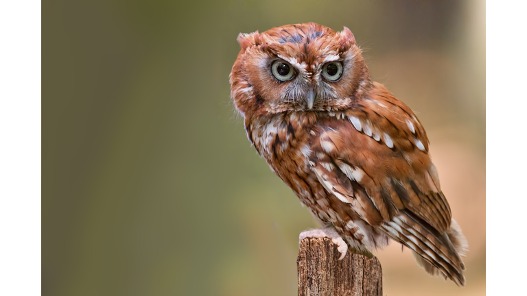 Screech Owl