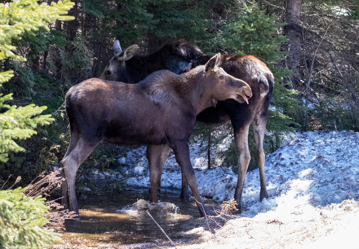 cow moose female in wild with calf