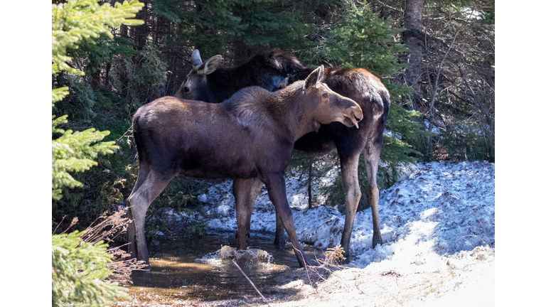 cow moose female in wild with calf