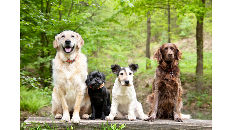 Dogs in the forest