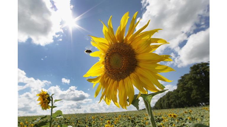 Sunflowers Are In Full Bloom