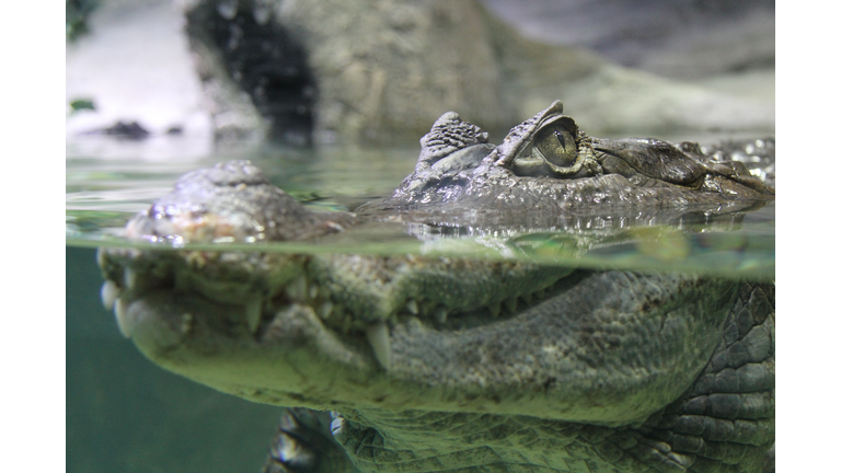 Close-Up Of Alligator In Lake