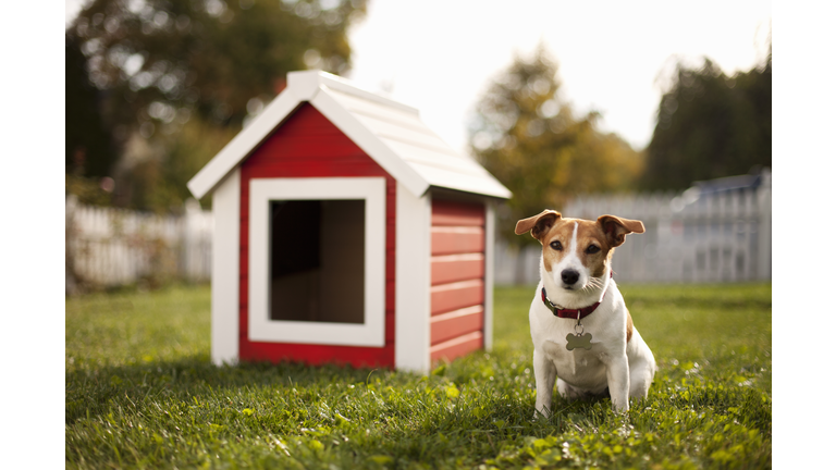 Portrait of dog with dog house