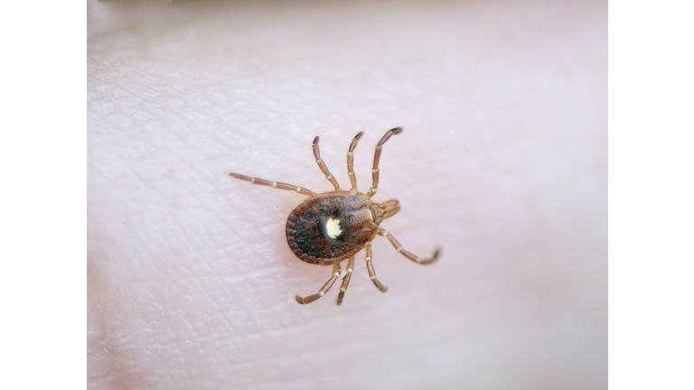 Lone Star Tick, Amblyomma Americanum