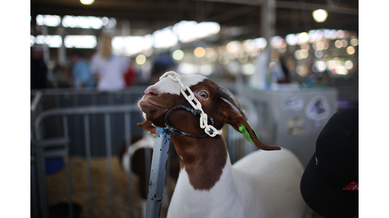 Iowa State Fair Returns After A Year Off Due To COVID-19 Pandemic