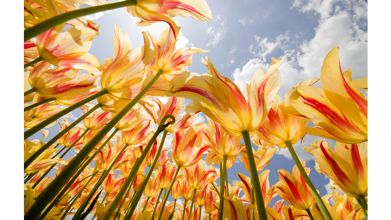 Olympic Flame Tulips