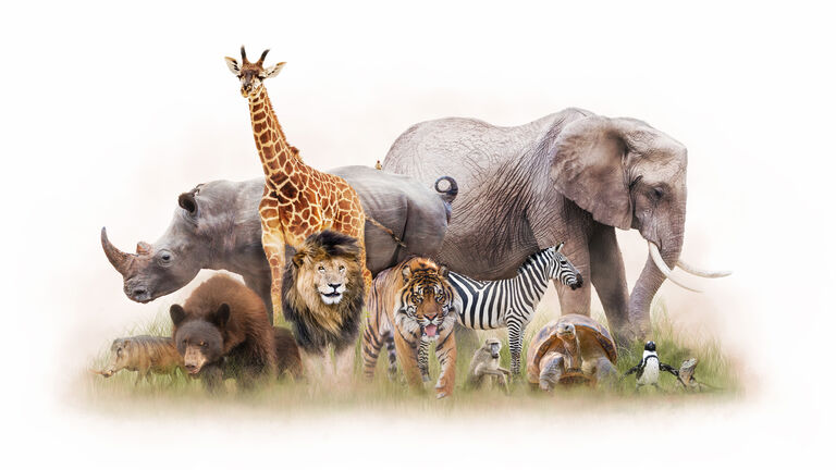 Group of Zoo Animals Together Isolated