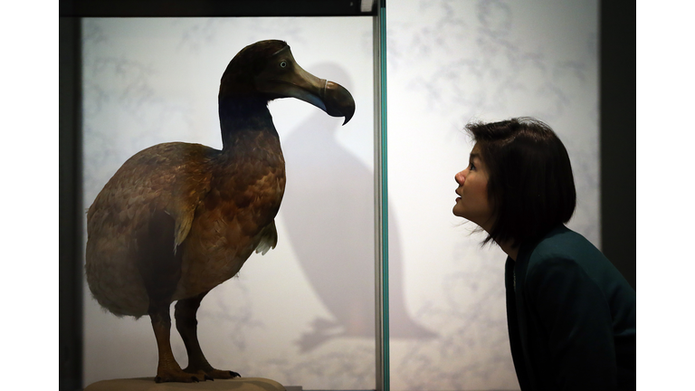 Exhibits In The Natural History Museum's Extinction: Not The End Of The World? Exhibition