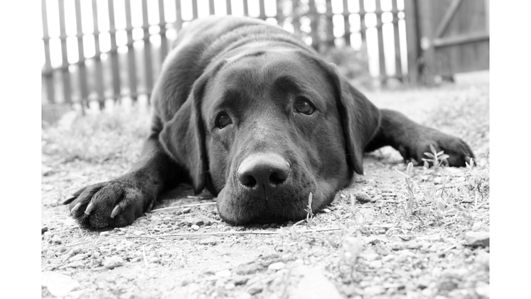 Sad dog in B&W