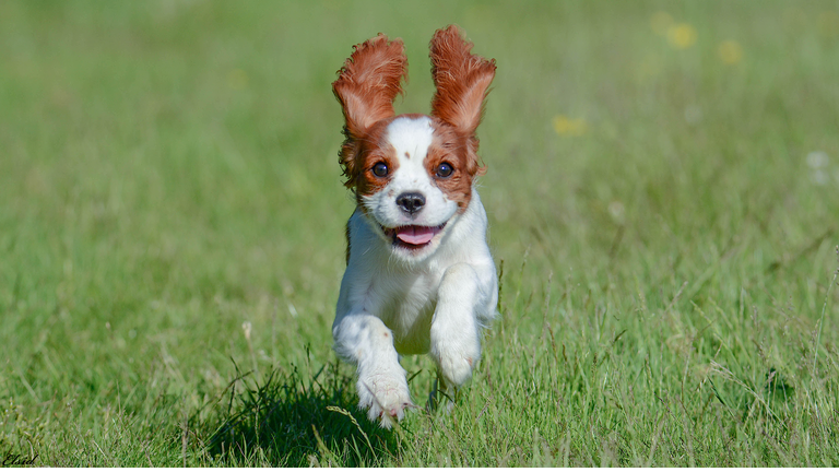 Portrait of cavalier king charles spaniel running on grassy field,Partille,Sweden