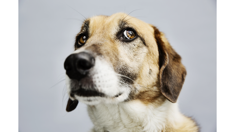 Portrait of a mongrel in front of grey background