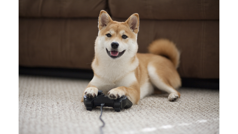 Dog playing games