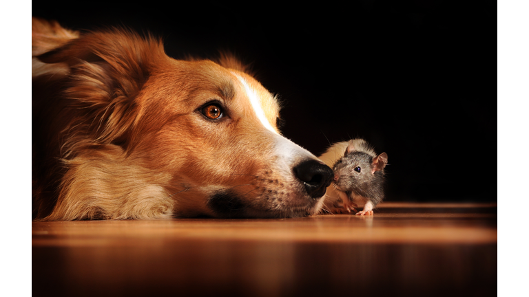 Dog and mouse friends