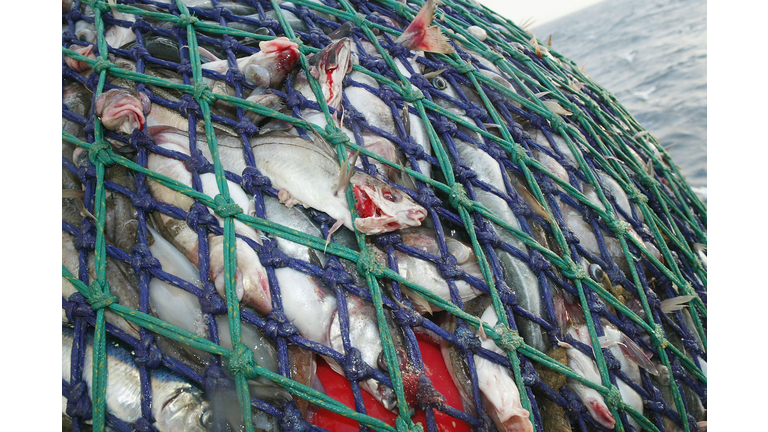 Scottish Trawlermen Work The Waters Of The North Atlantic