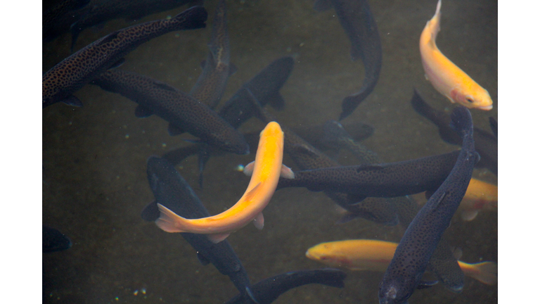 Raw golden trout