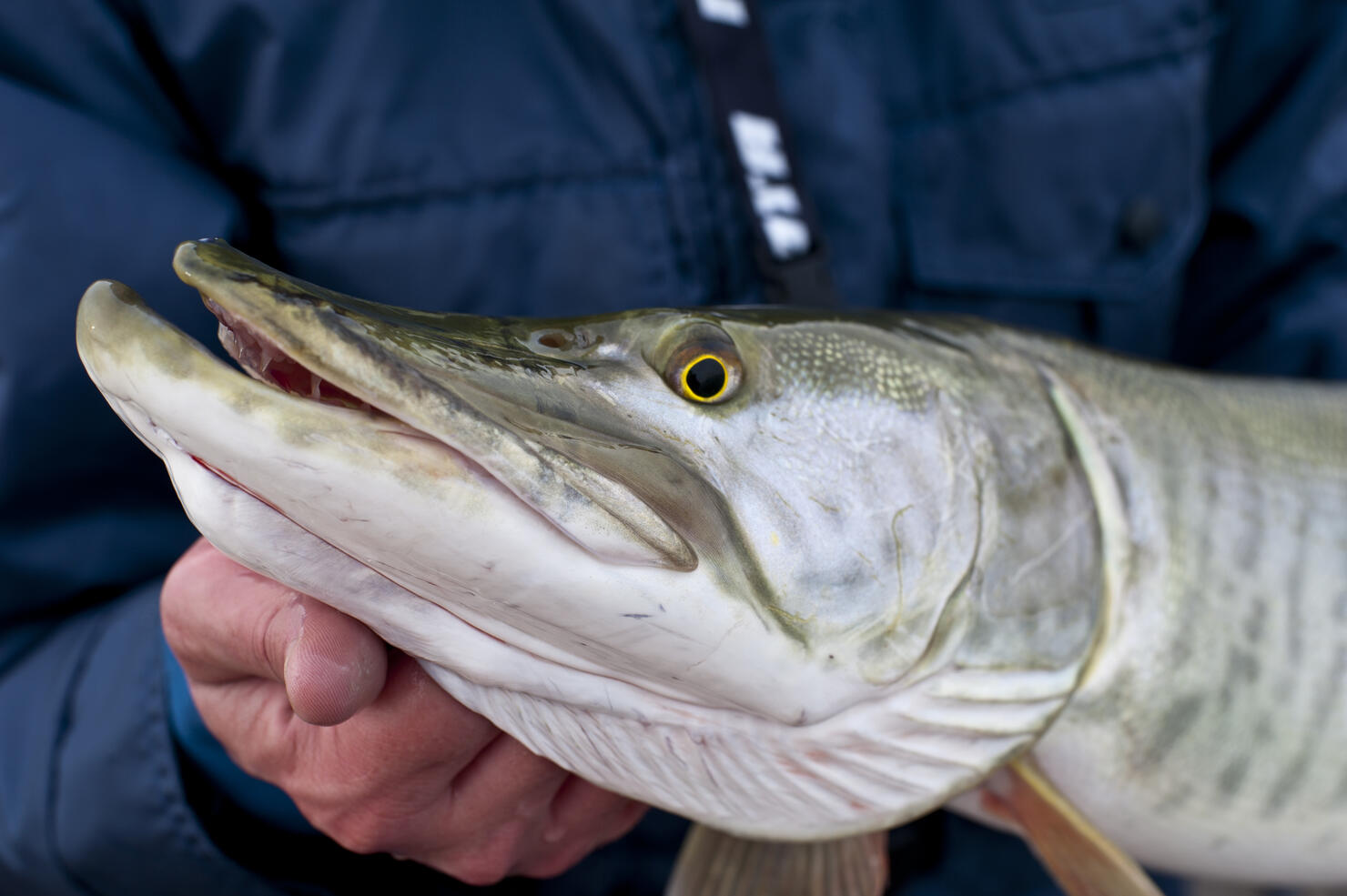 Muskellunge being held, closeup of head