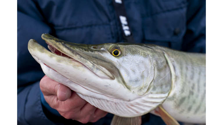 Muskellunge being held, closeup of head