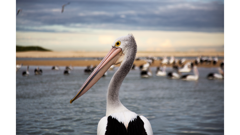 Pelican portrait