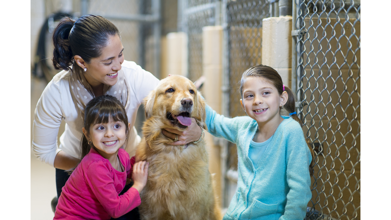 Pet Adoption
