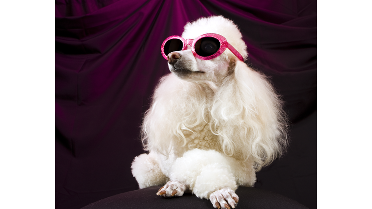 Movie Star Poodle Striking a Pose