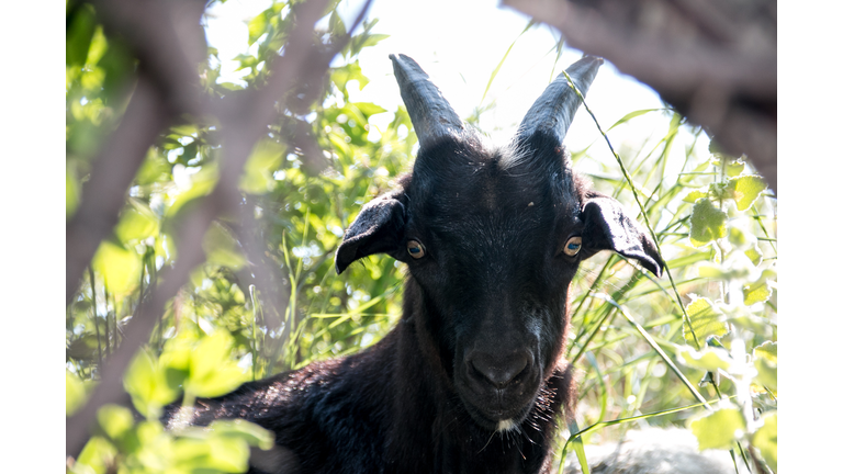 Portrait Of Goat