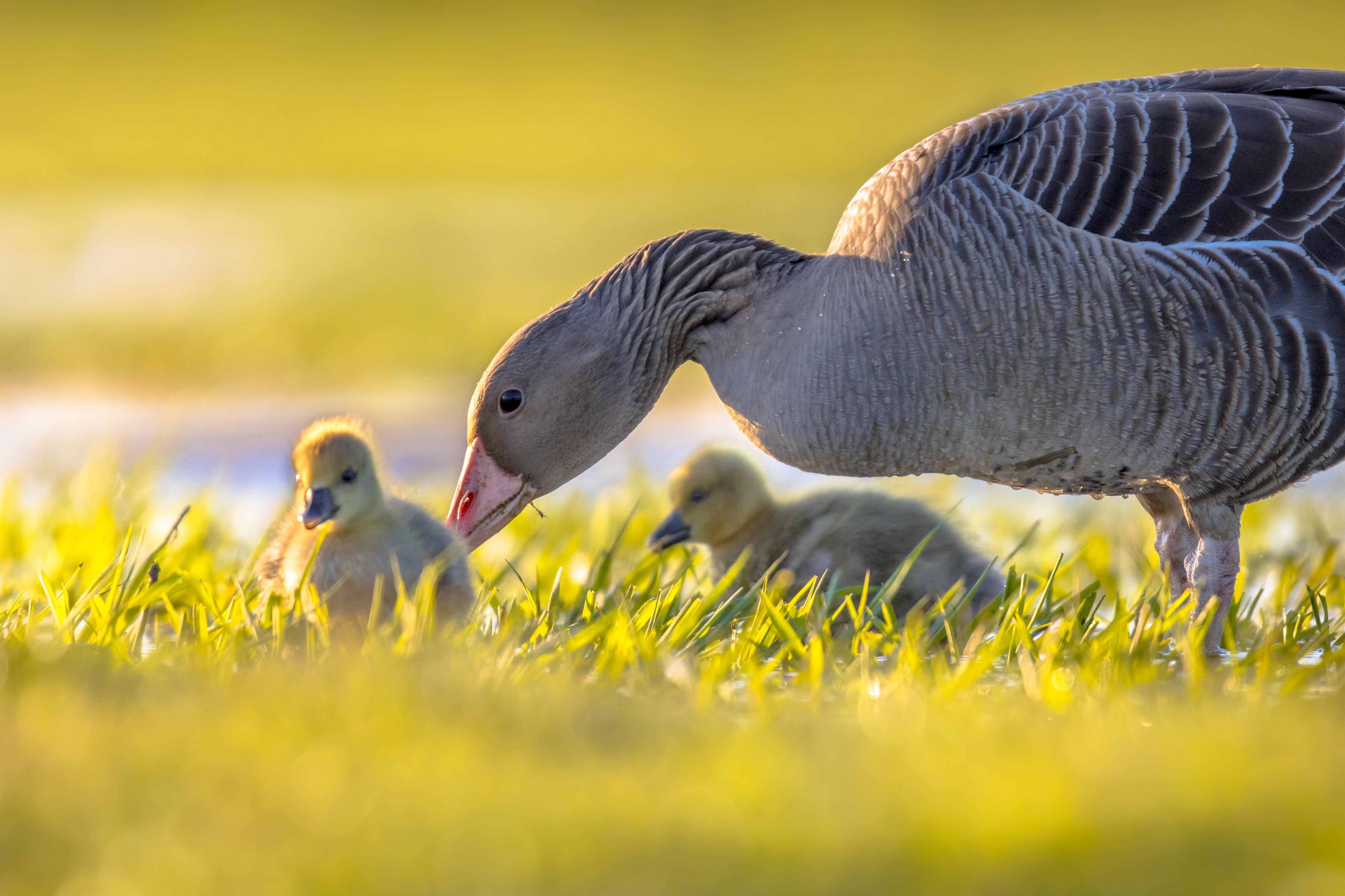 Video Shows Topless Mom In Her Undies Rescues Pet Goose From Bald Eagle |  iHeart