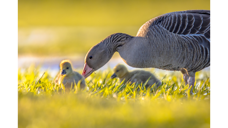 Greylag goose with chicks