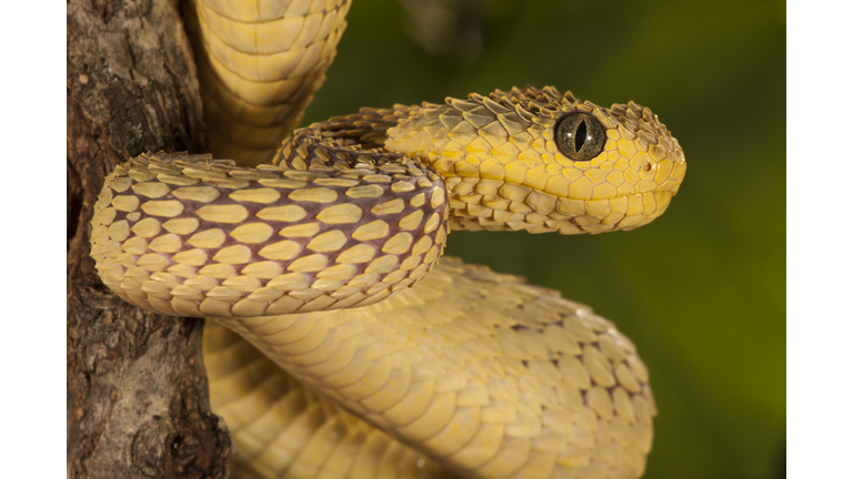 African Bush Viper, Atheris squamigera, coiled around a tree branch; native to Masai Mara, Kenya, Africa Controlled situation.