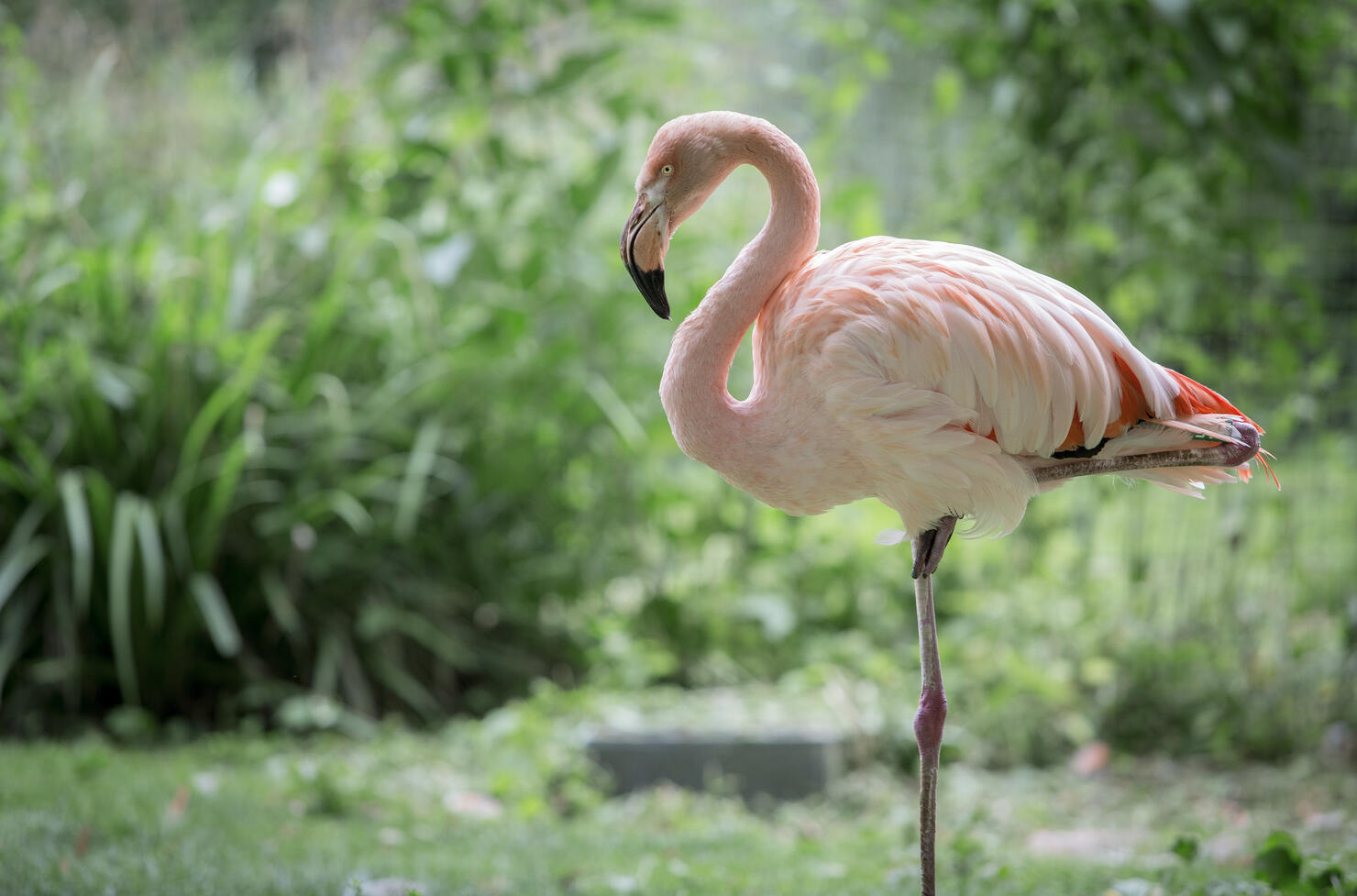 Greater Flamingo