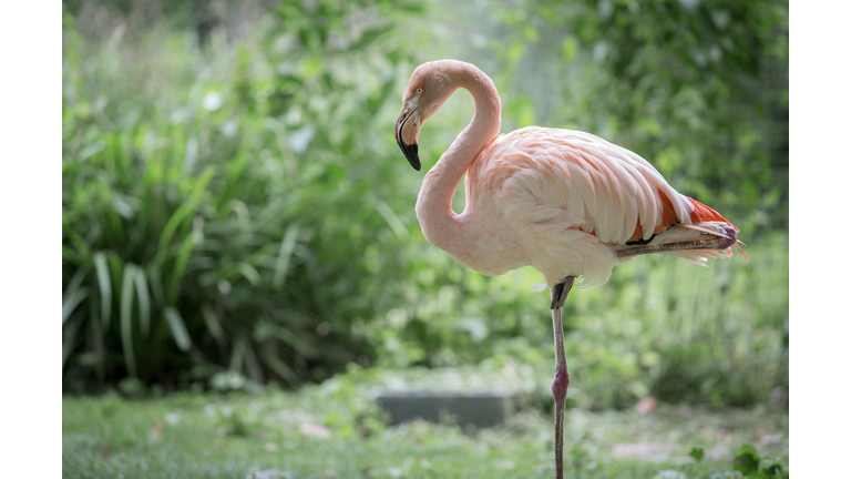 Greater Flamingo