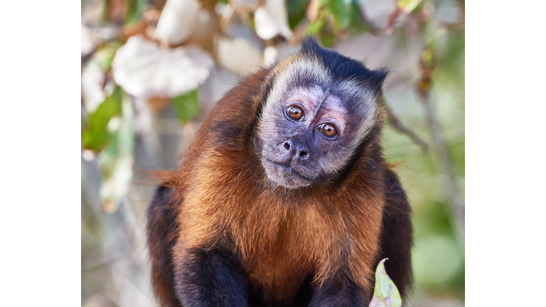 Curious George