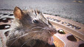 Phone Tap: Ground Eagles of the Sewer