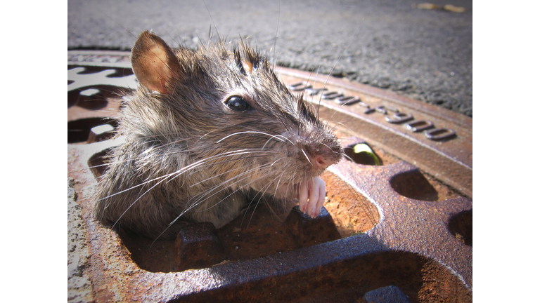 Rat - Looking Through A Metallic Gully Cover After Torrential Rain