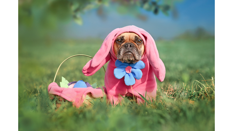 Funny French Bulldog dog wearing pink Easter bunny costumes with arms and big flower next to Easter basket on meadow