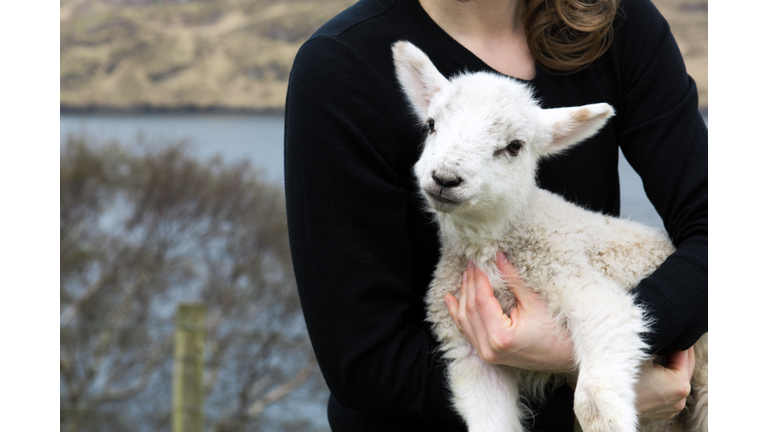 A young female farmer holding a baby lamb on a sheep farm