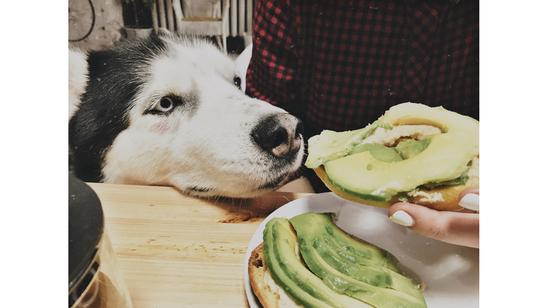 Close-Up Of Hand Feeding Dog At Home